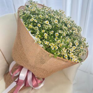 near-me-81-ช่อดอกเดซี่